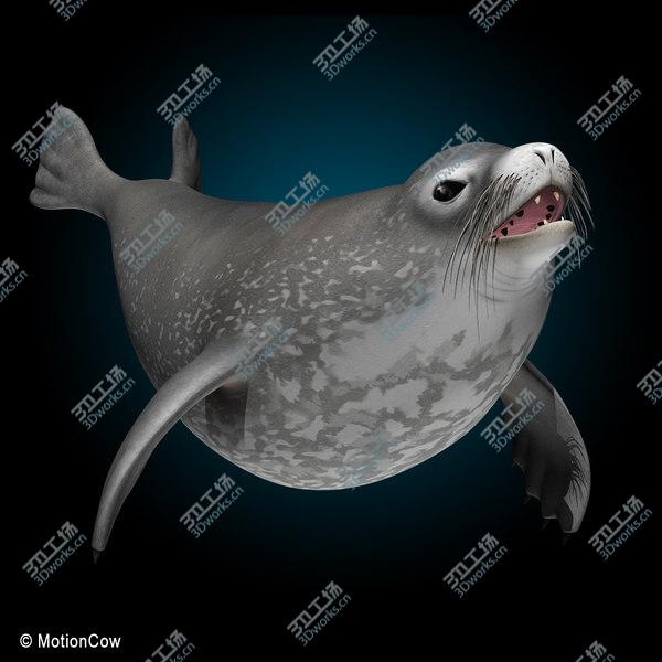 images/goods_img/20210312/Weddell Seal/4.jpg